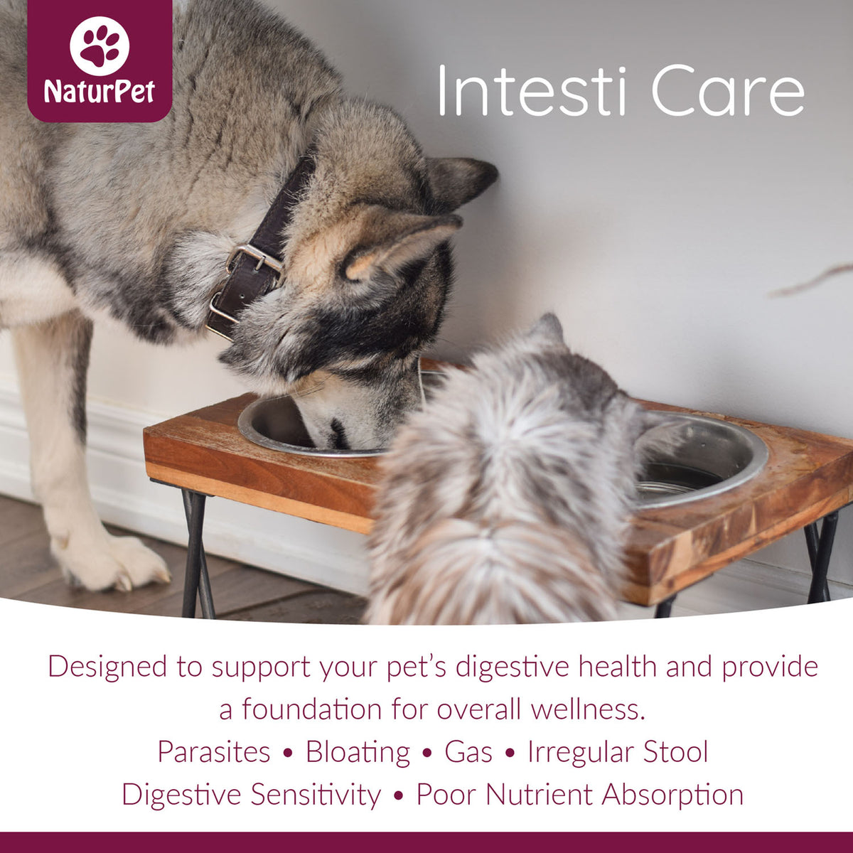 NaturPet Intesti Care Powder for Cats & Dogs – 165 g