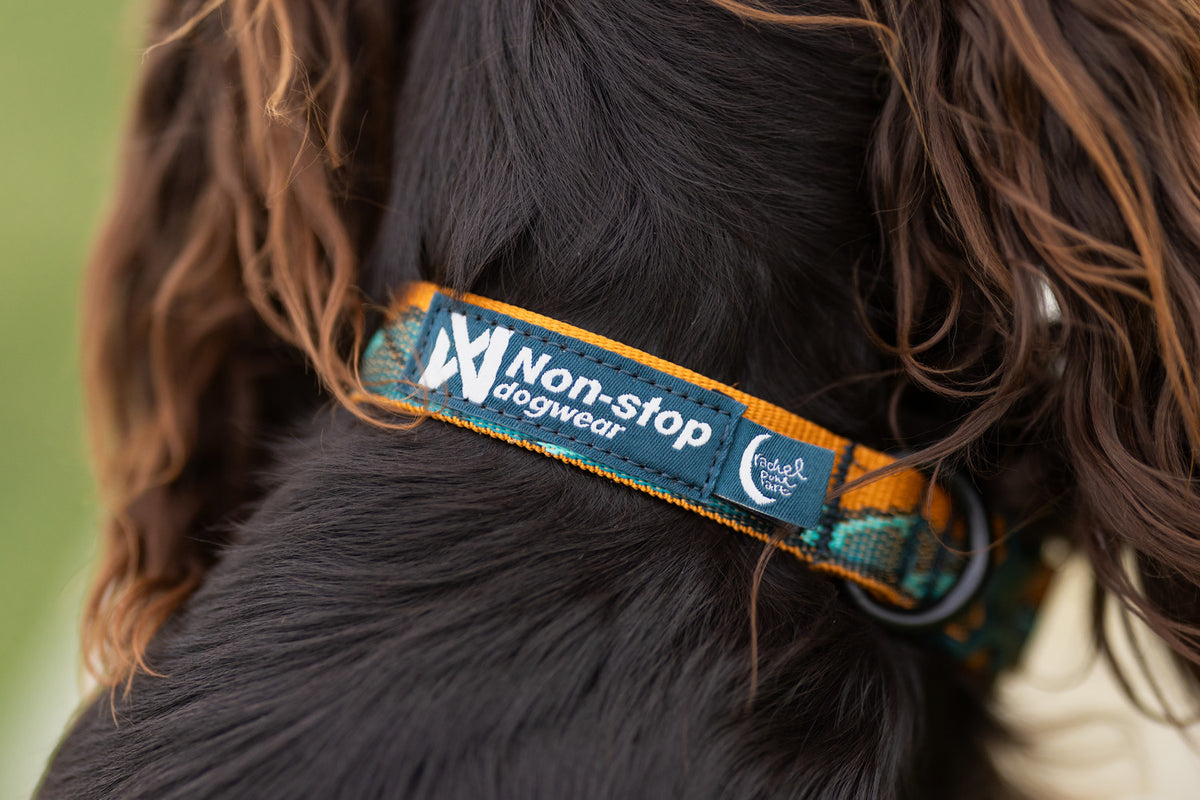 Non-stop dogwear Trail Quest Collar Rachel Pohl Edition – Teal/Oak
