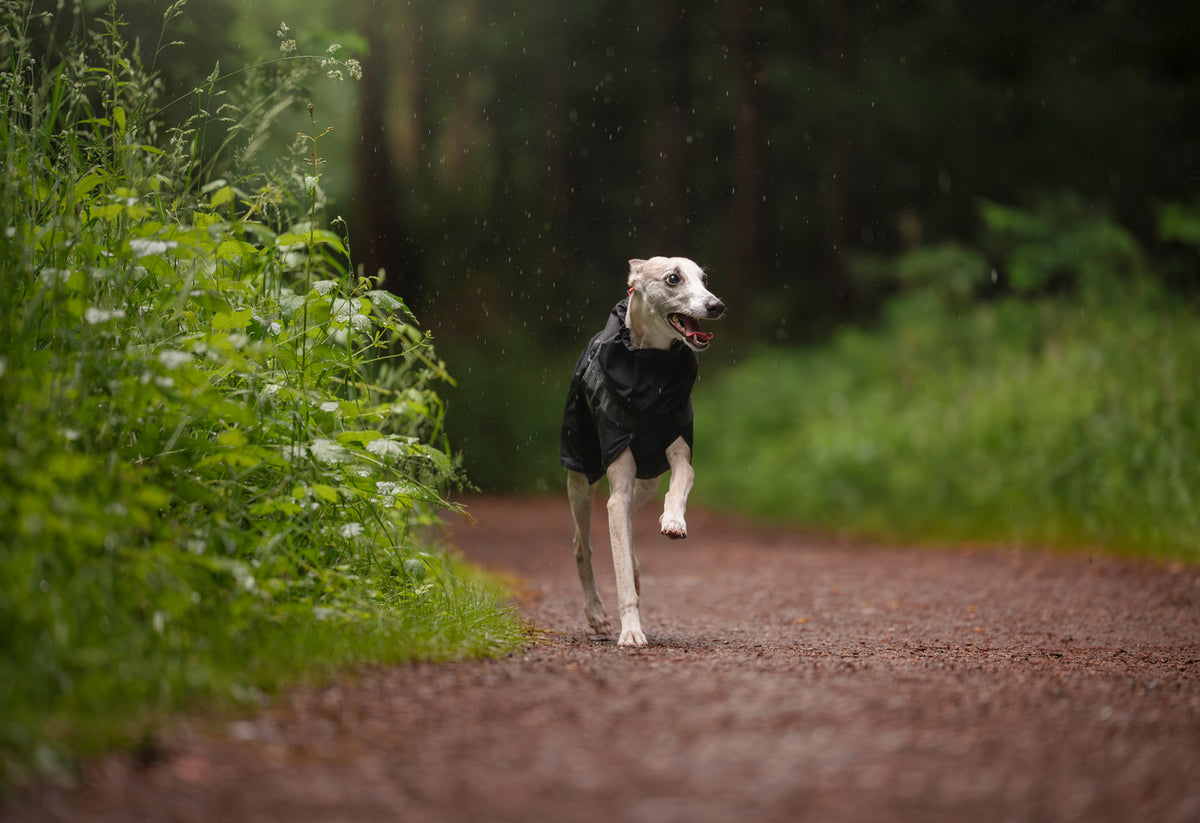 Non-stop dogwear Trekking Dog Raincoat – Black