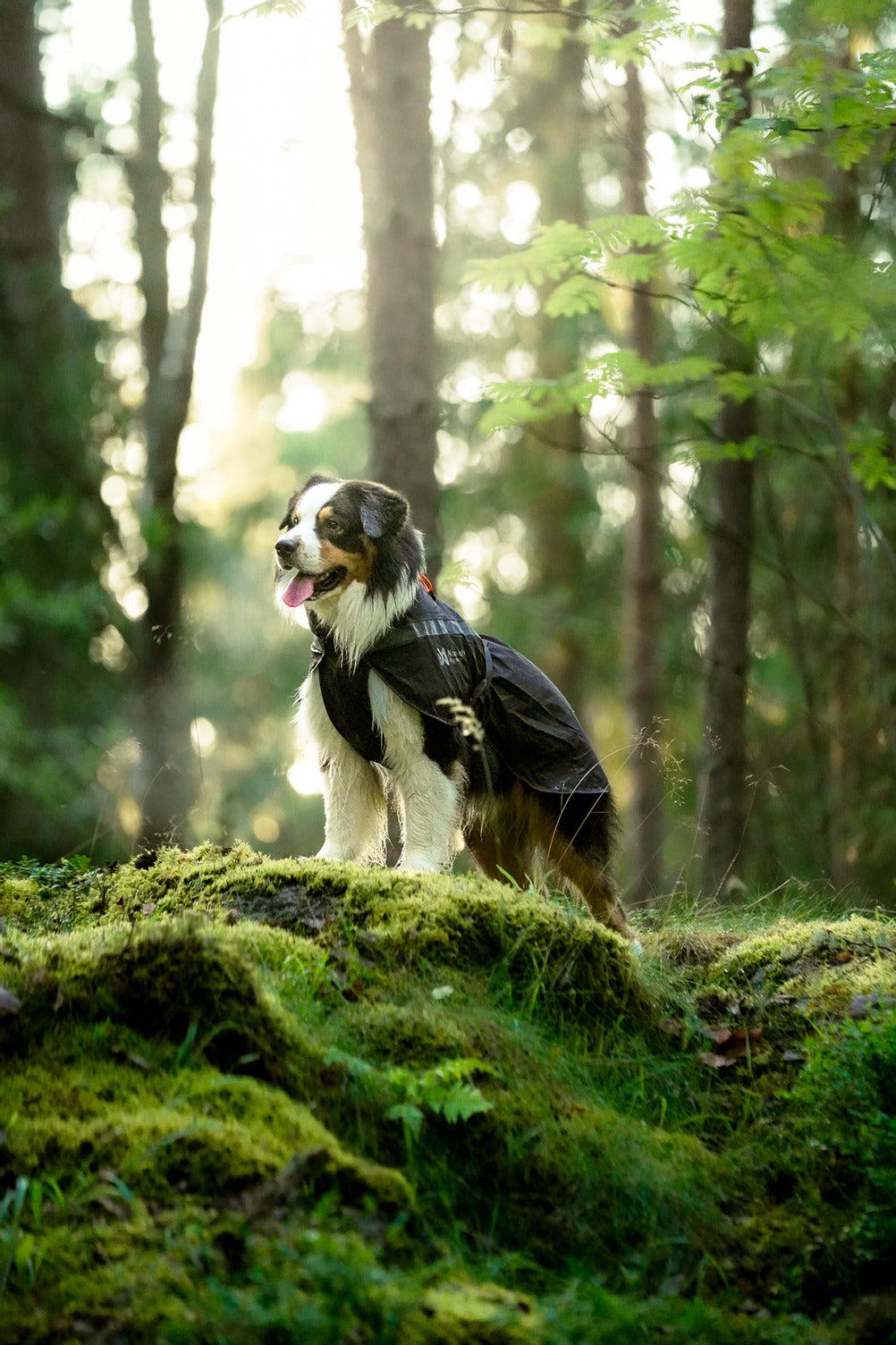Non-stop dogwear Trekking Dog Raincoat – Black
