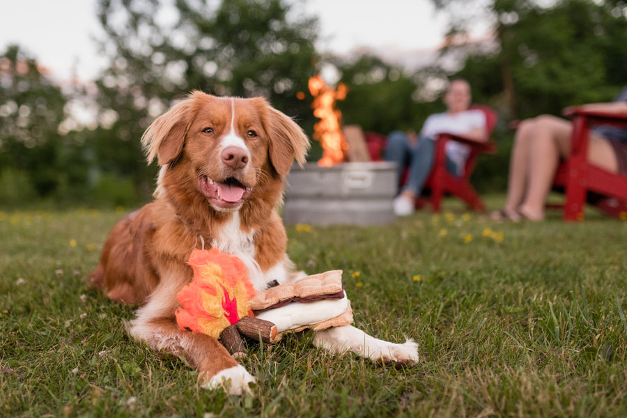 P.L.A.Y. Camp Corbin Gimme S'more plush dog toy
