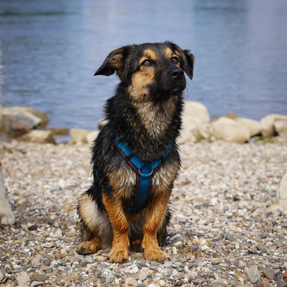 Annyx FUN Padded Adjustable Dog Harness – Brown / Petrol