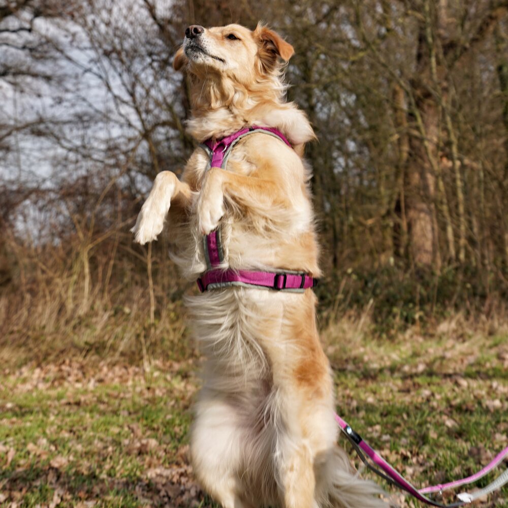 Annyx FUN Padded Adjustable Dog Harness – Grey / Pink
