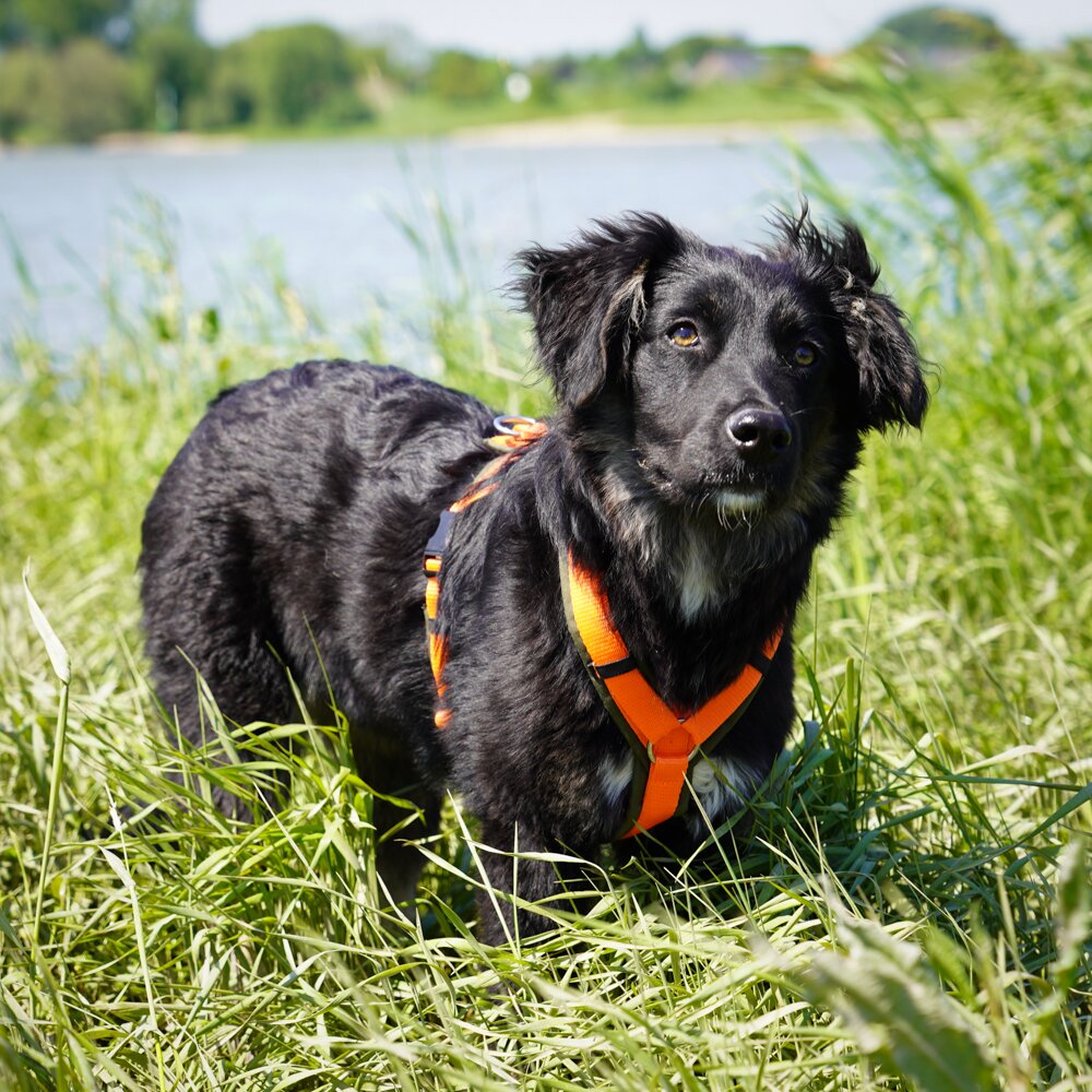 Annyx FUN Padded Adjustable Dog Harness – Olive / Orange