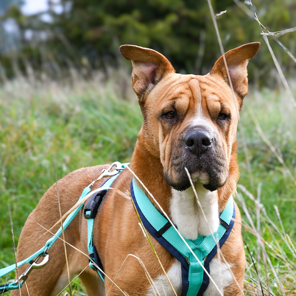 Annyx FUN Padded Adjustable Dog Harness – Ocean