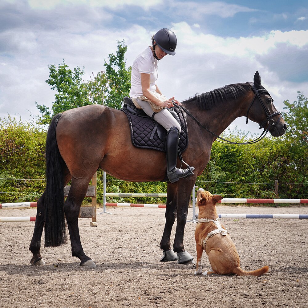 Annyx FUN Padded Adjustable Dog Harness – Guelder Rose