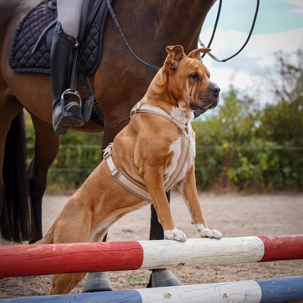 Annyx FUN Padded Adjustable Dog Harness – Guelder Rose