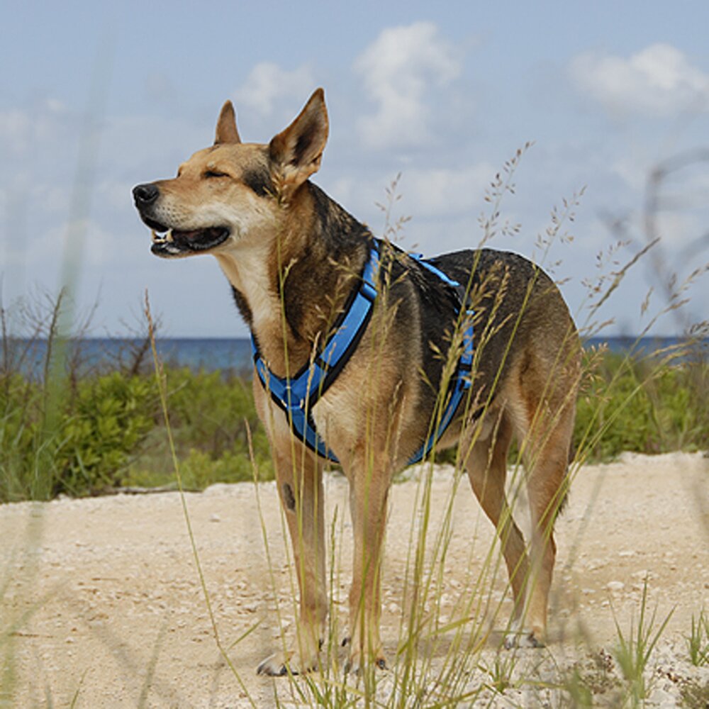 Annyx FUN Padded Adjustable Dog Harness – Black / Blue