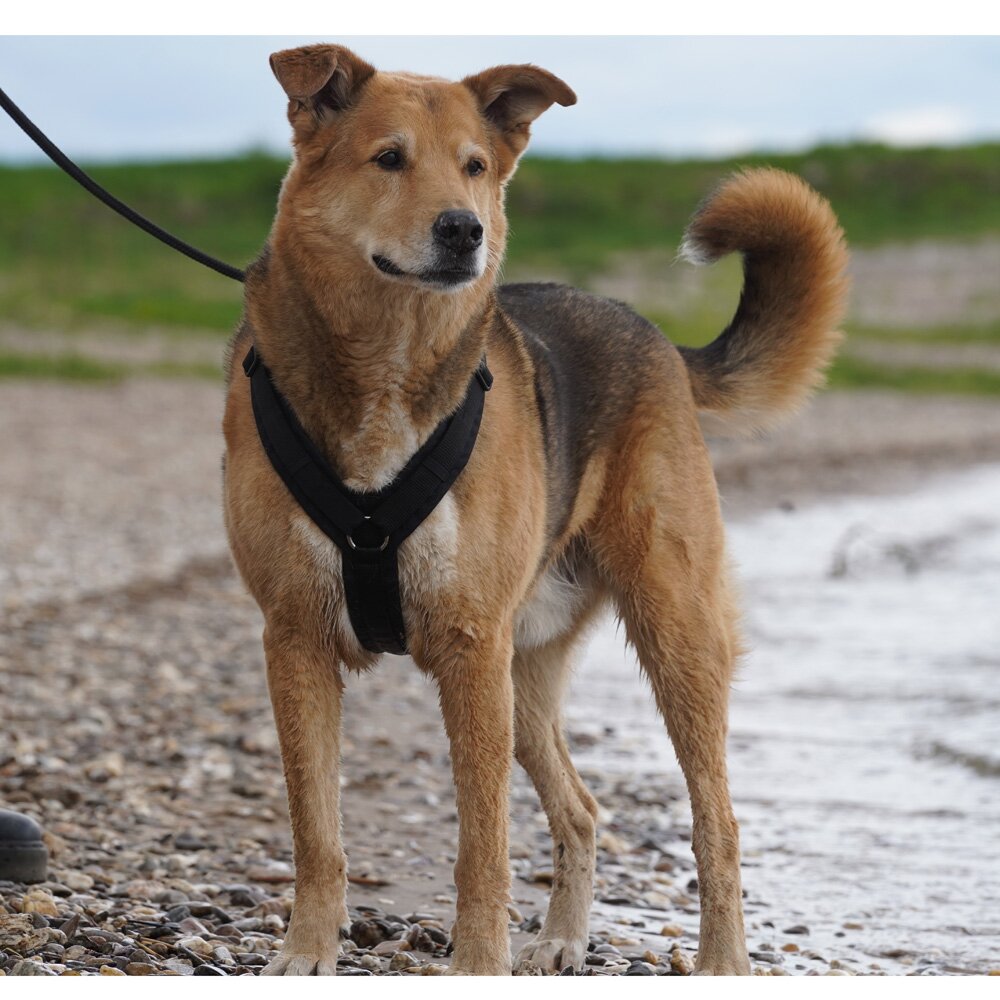 Annyx FUN Padded Adjustable Dog Harness – Black / Black
