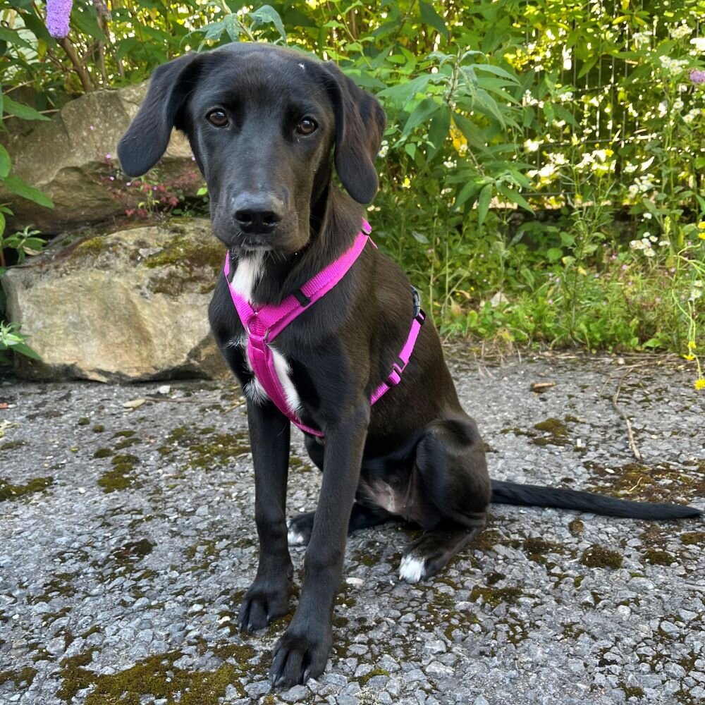 Annyx FUN Padded Adjustable Dog Harness – Echinacea