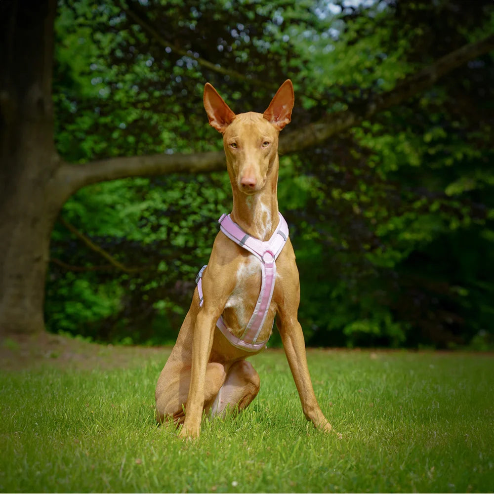 [In stock]Harness Fun Cotton Candy