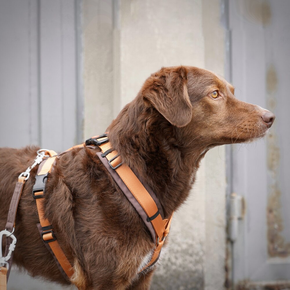 Annyx OPEN FUN Padded Dog Harness – Brown / Amber