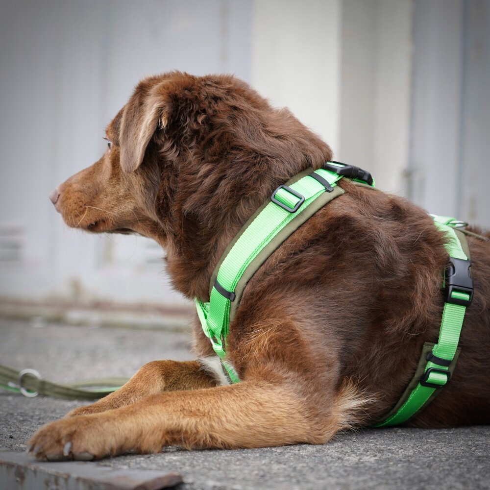 Annyx OPEN FUN Padded Dog Harness – Olive / Light Green