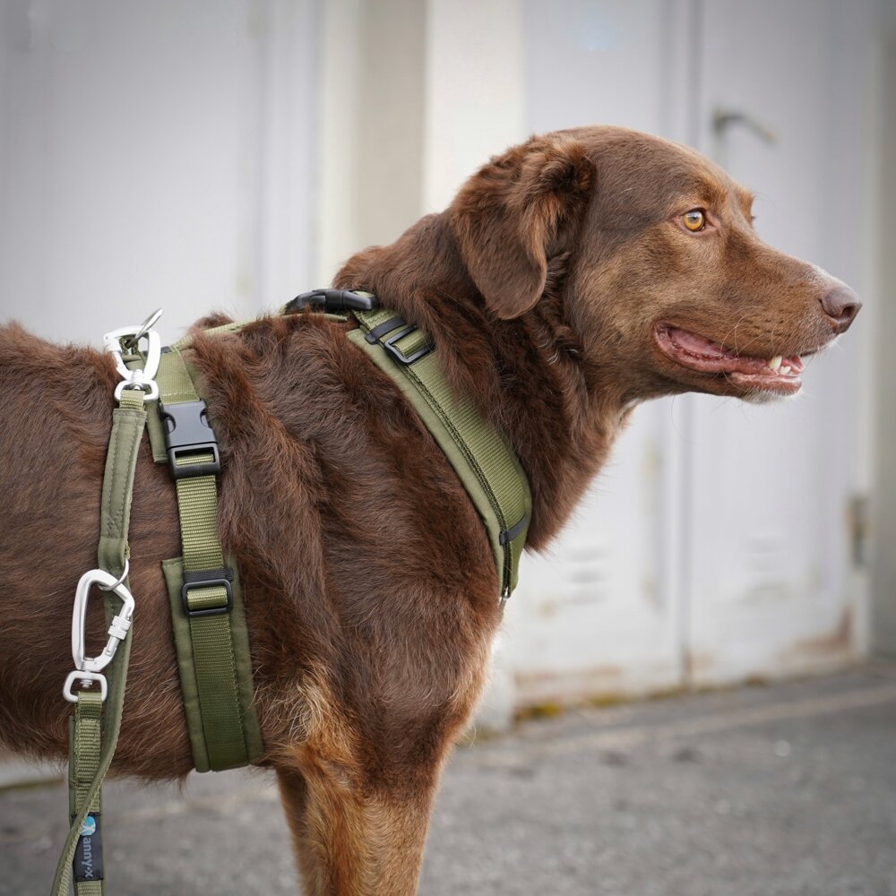 Annyx OPEN FUN Padded Dog Harness – Olive / Olive