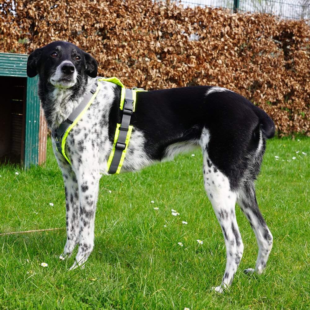 Annyx PROTECT High-Visibility Dog Harness – Luminous Yellow / Grey