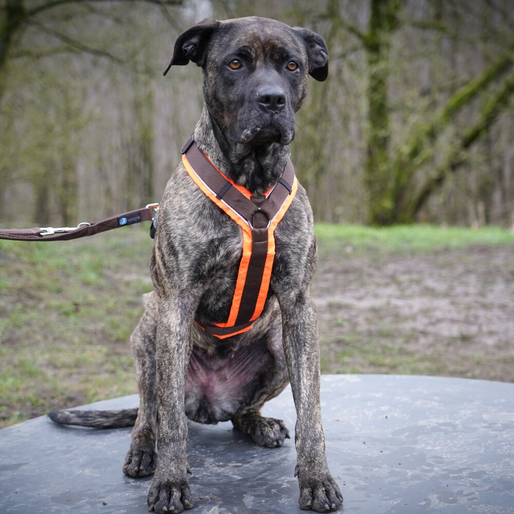 Annyx PROTECT High-Visibility Dog Harness – Luminous Orange / Brown
