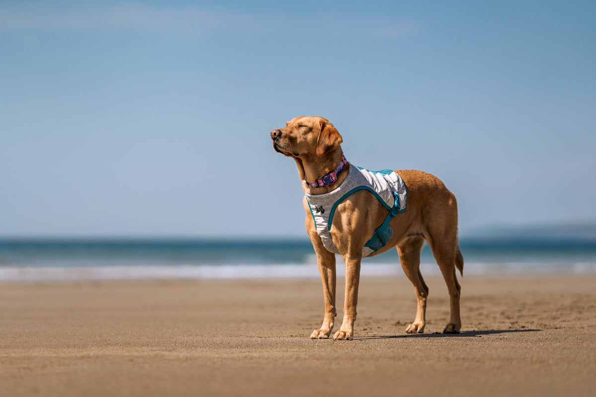 Non-stop dogwear Cooling Vest