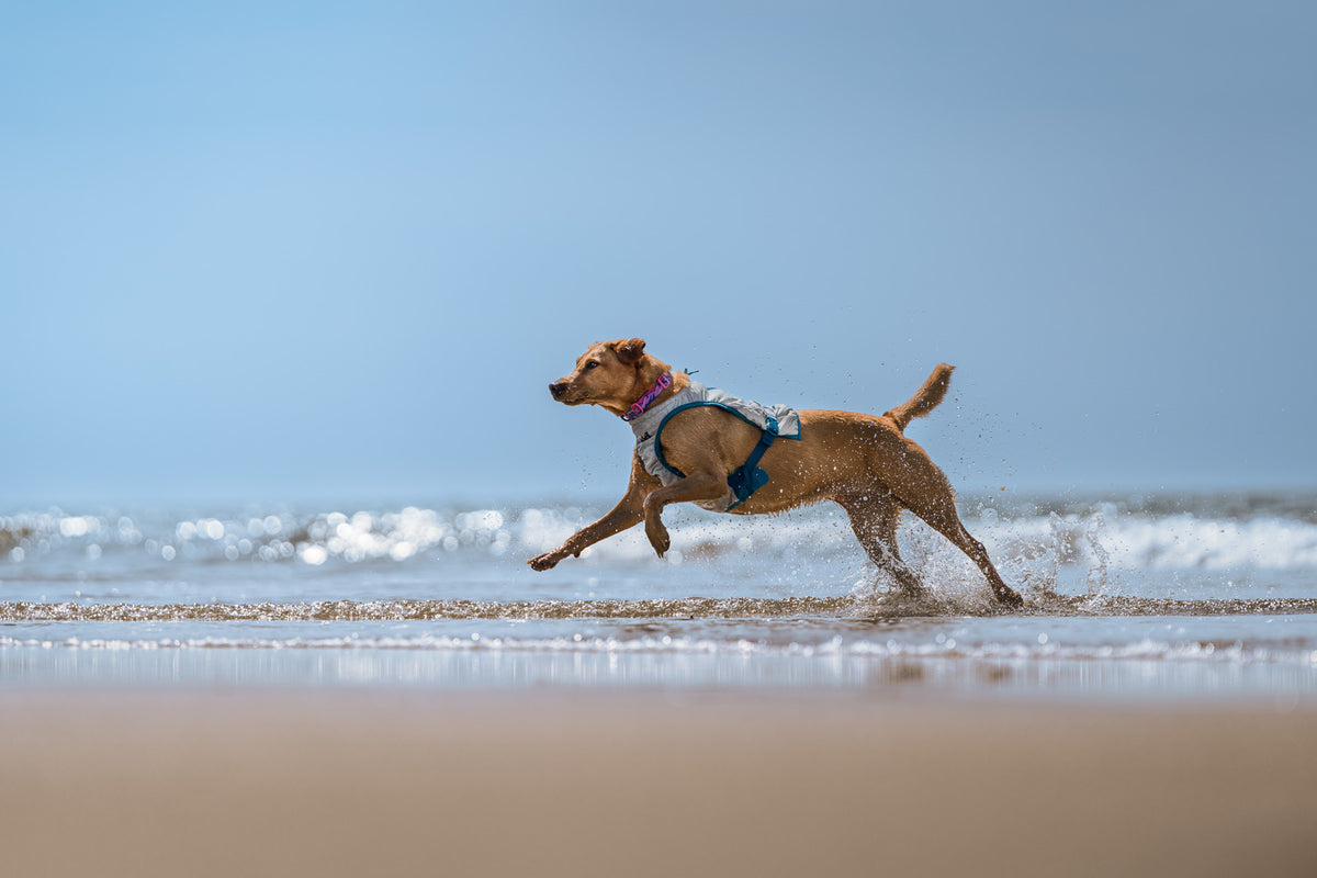Non-stop dogwear Cooling Vest
