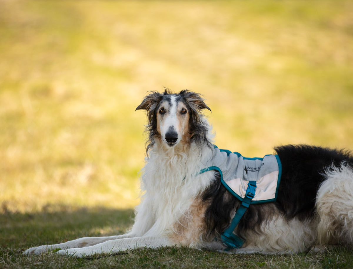 Non-stop dogwear Cooling Vest