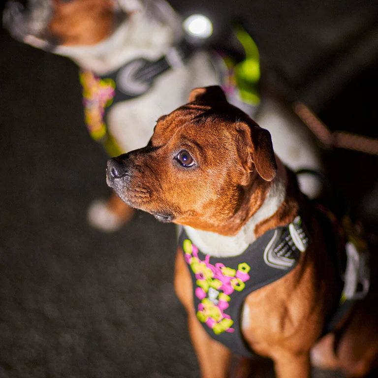 [Presale]Weekend Warrior Neon Harness II