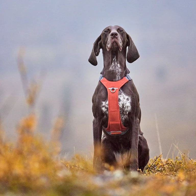 [Presale]Rover Harness