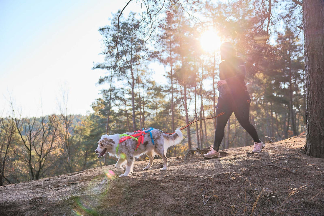 [Presale]Freemotion harness 5.0 - limited edition