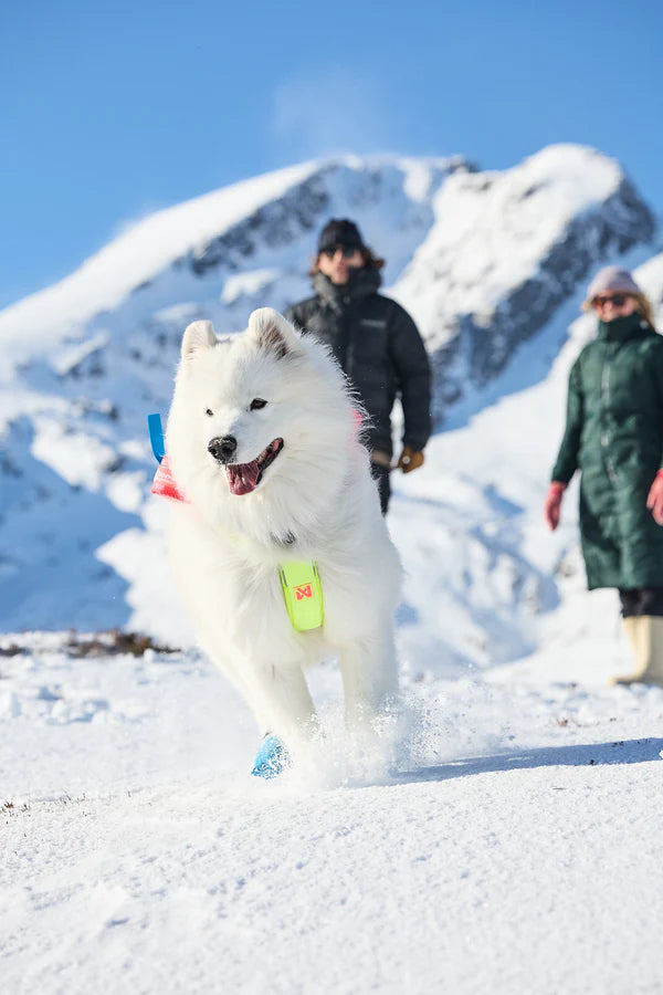 [Presale]Freemotion harness 5.0 - limited edition