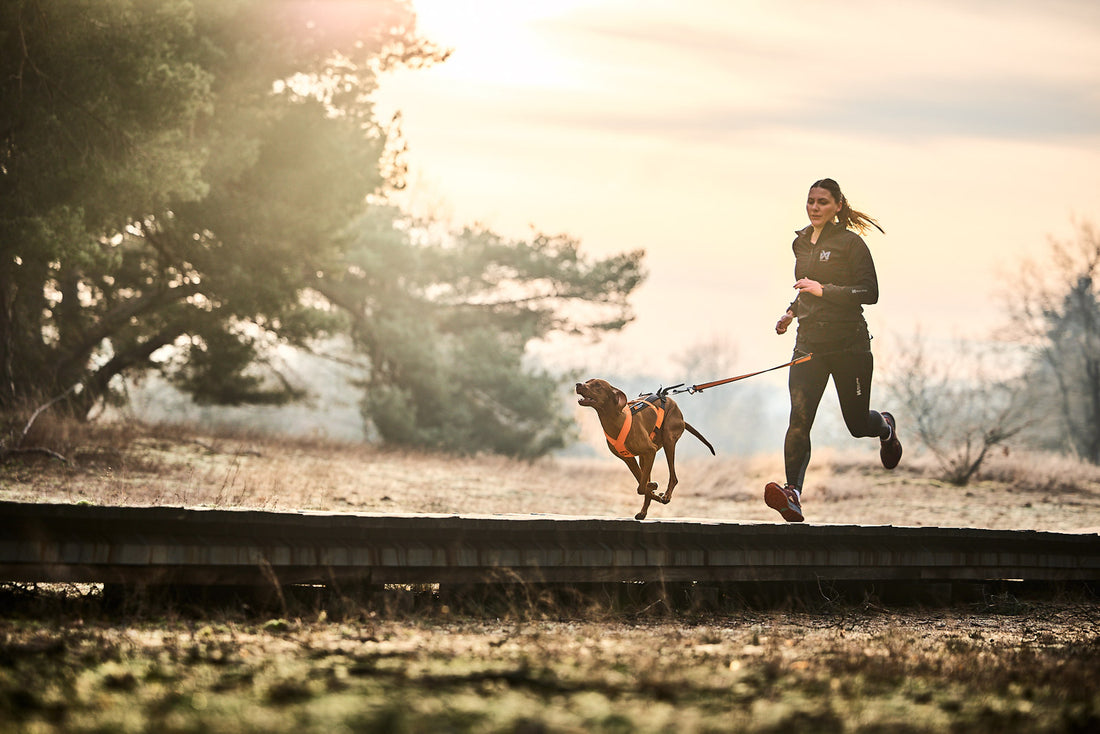 [Presale]Freemotion harness 5.0