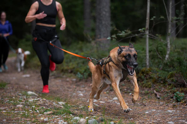 [Presale]Freemotion harness WD