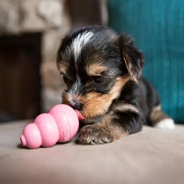 KONG KONG XSmall | Puppy