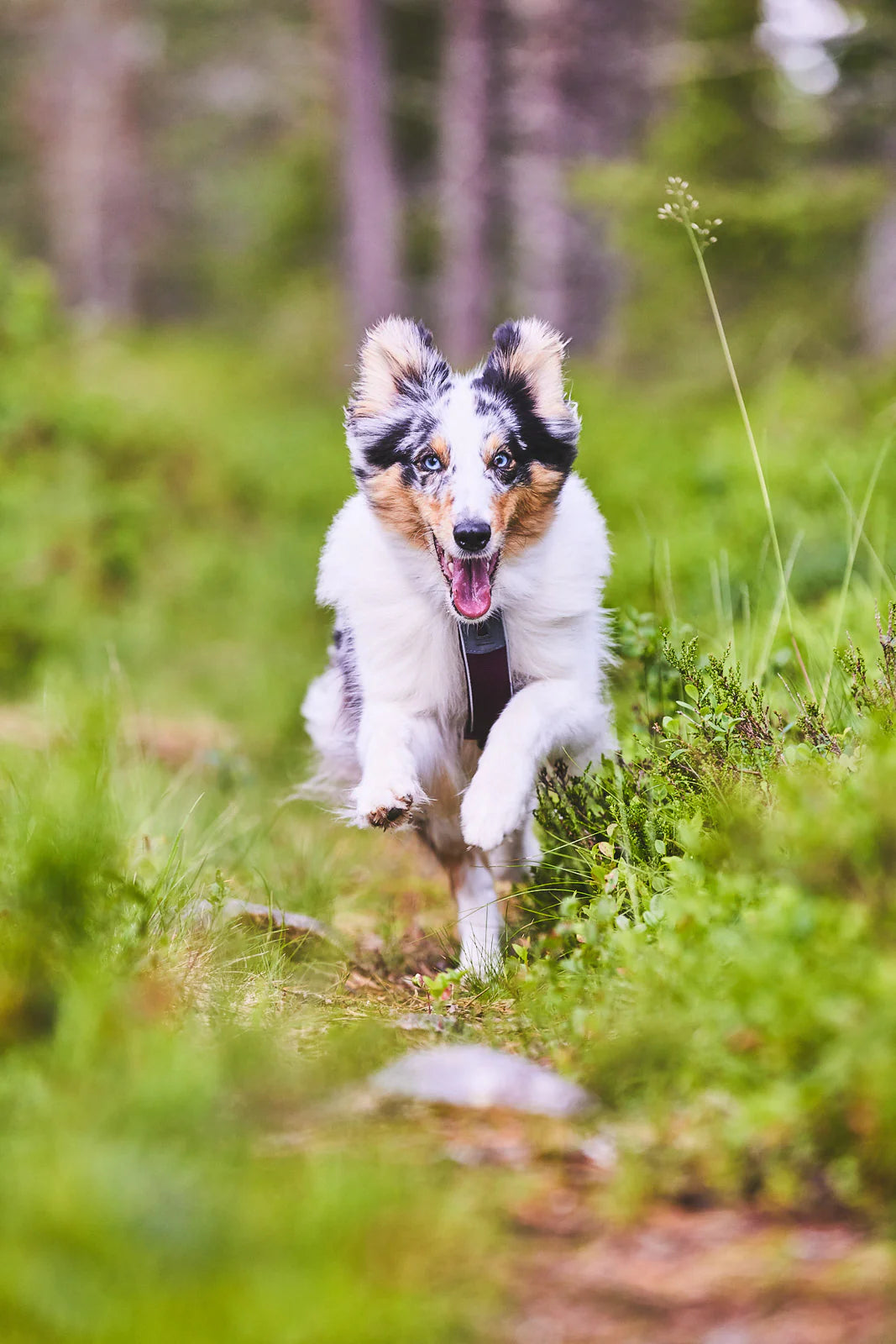 [Presale]Line harness 5.0