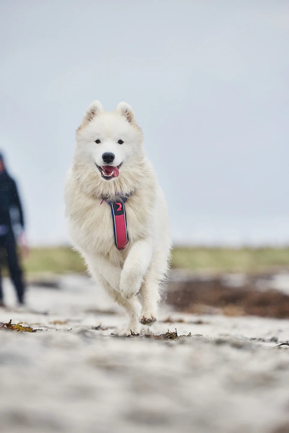 [Presale]Line harness 5.0 Rachel Pohl edition