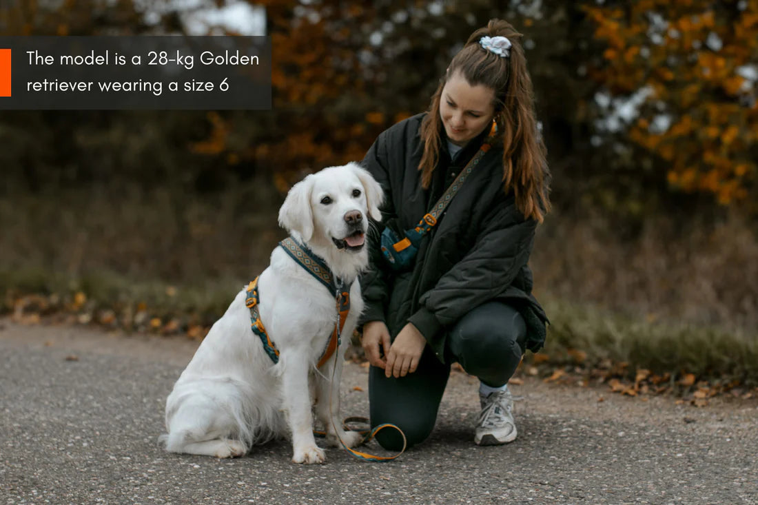 [Presale]Line harness 5.0 Rachel Pohl edition