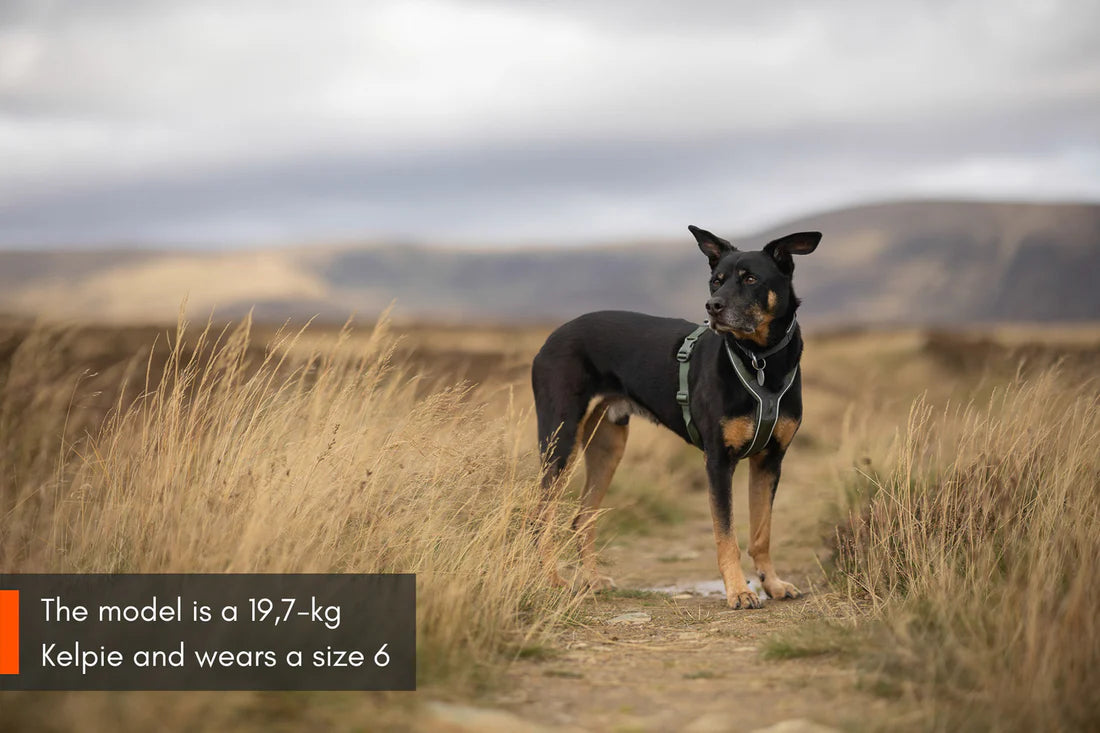 [Presale]Line harness 5.0