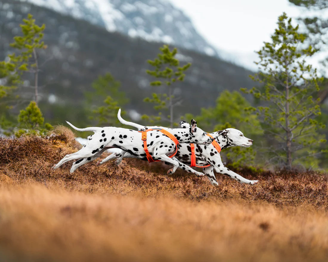 [Presale]Line harness 5.0