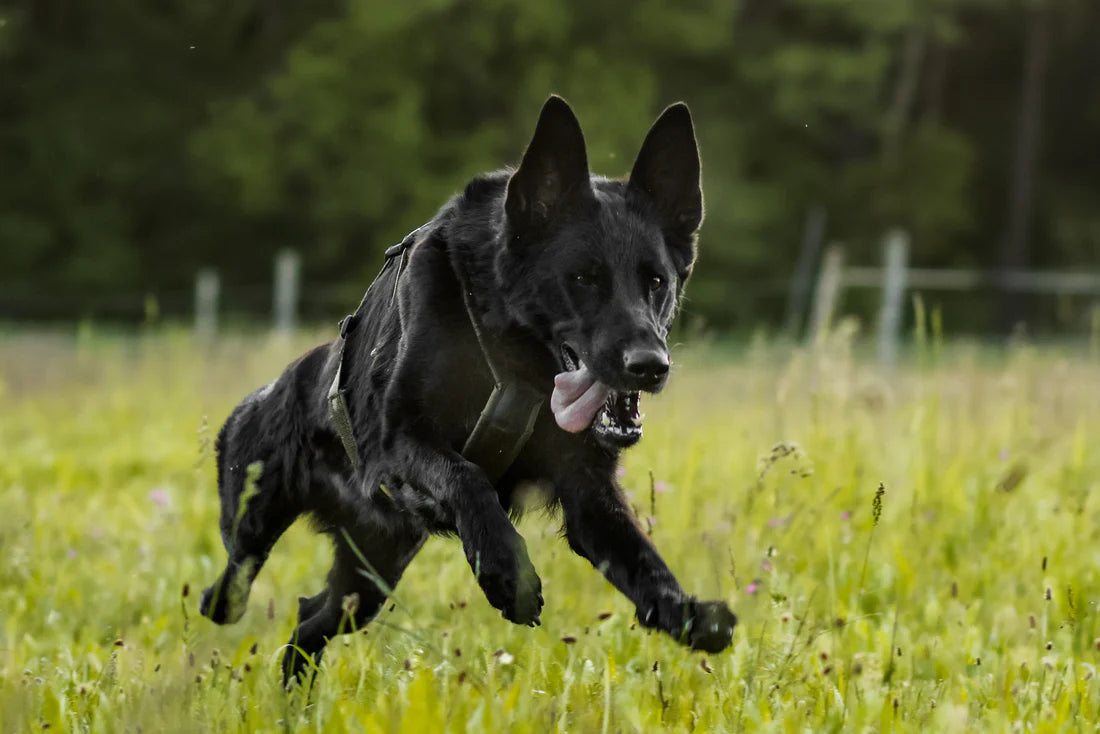 [Presale]Line harness long WD