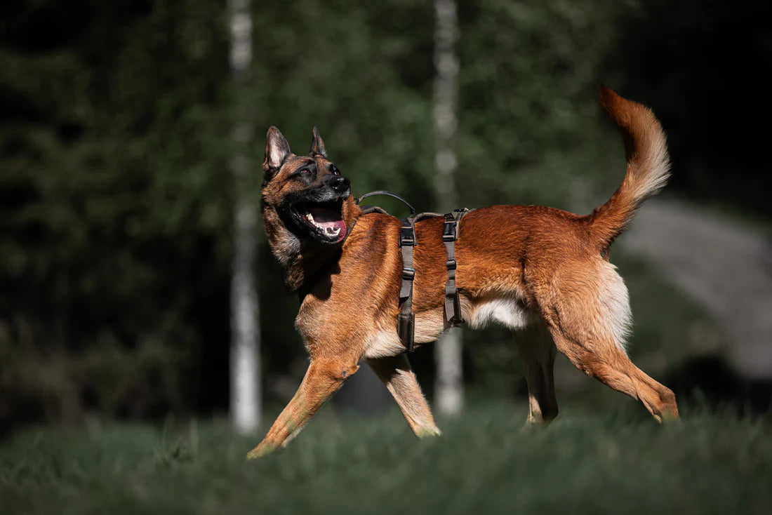 [Presale]Line harness long WD