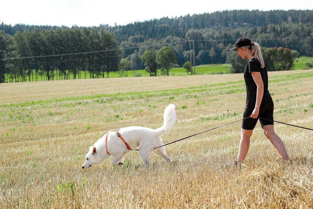 [Presale]Line harness