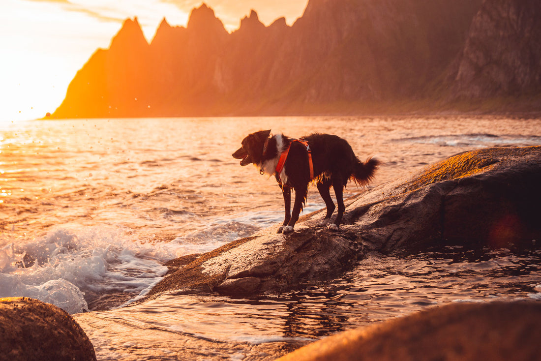 [Presale]Line harness