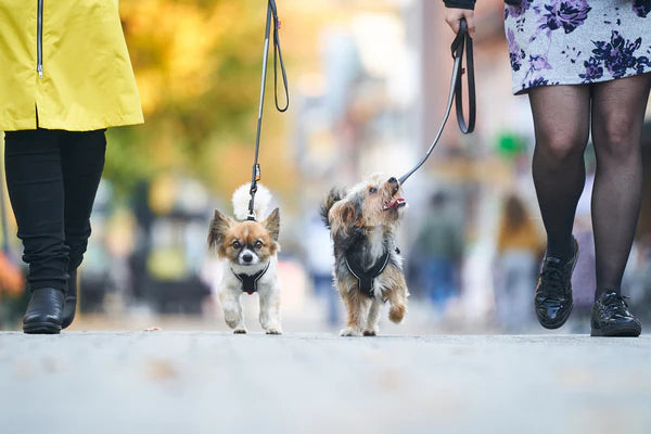 [Presale]Line harness