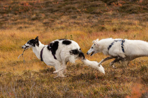 [Presale]Line harness