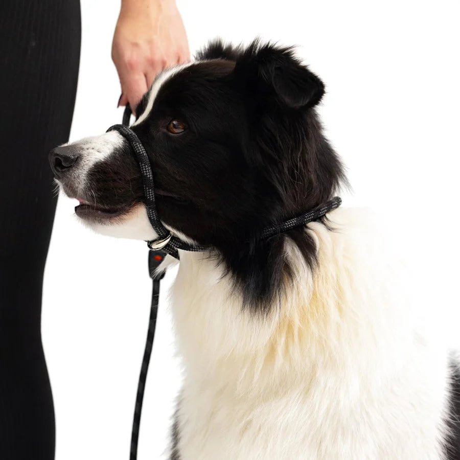 EZYDOG Luca Lead Black 6'