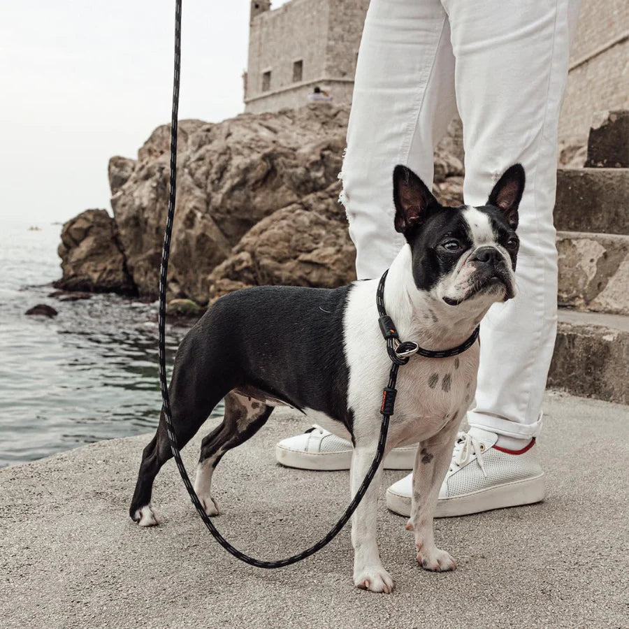 EZYDOG Luca Lead Black 6'