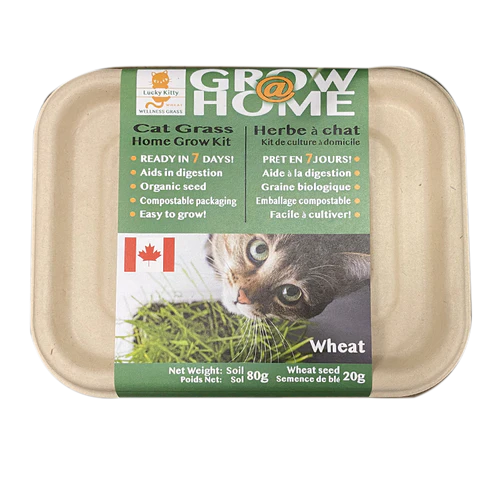 LUCKY KITTY Grow @ Home Cat WHEAT Grass