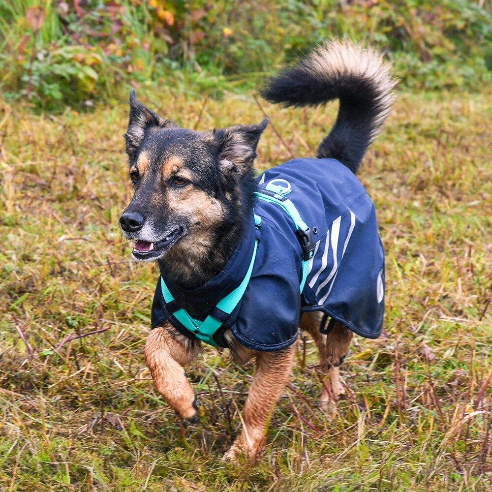 Annyx STORM Dog Raincoat with Integrated Harness – Ocean