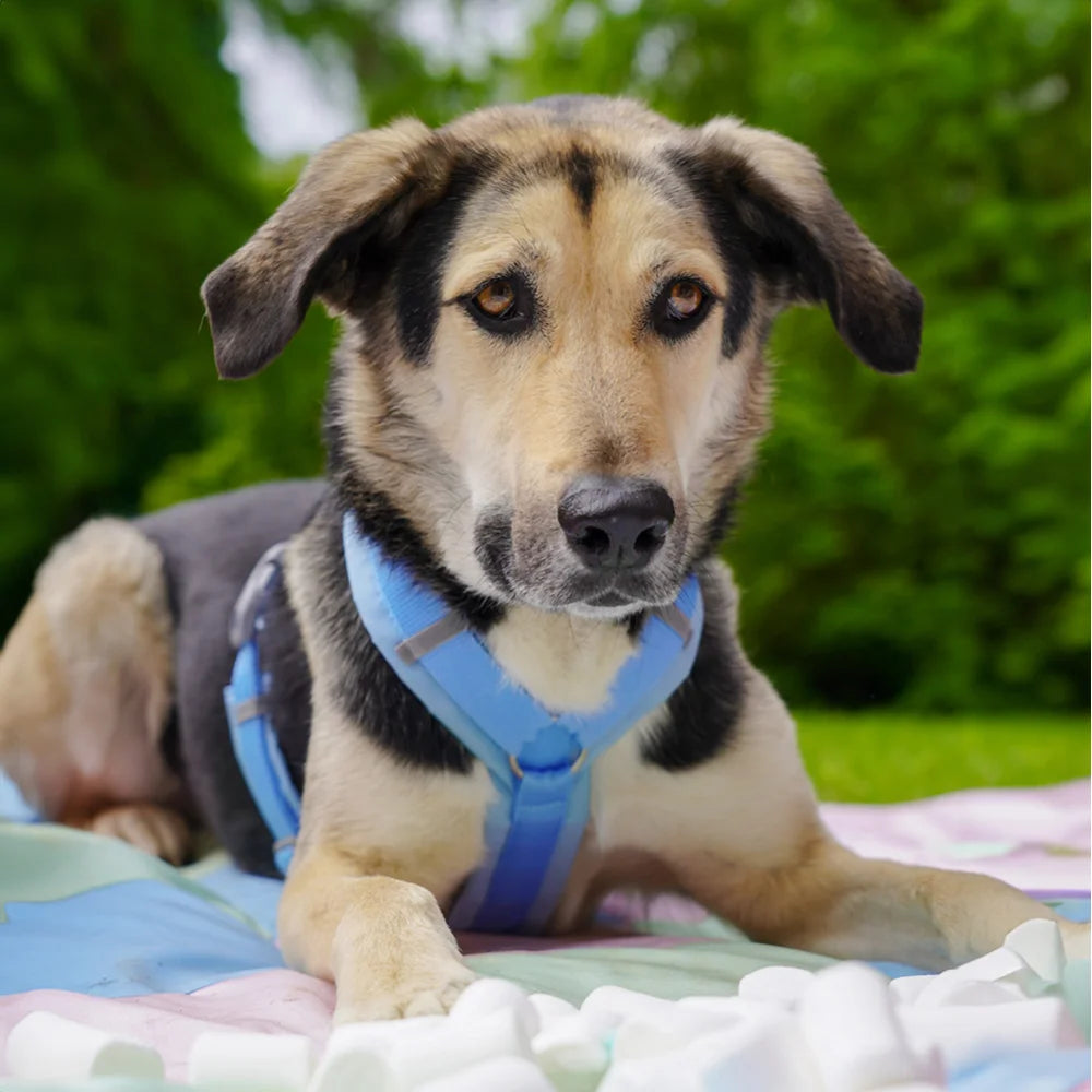 [In stock]Harness Fun Marshmallow