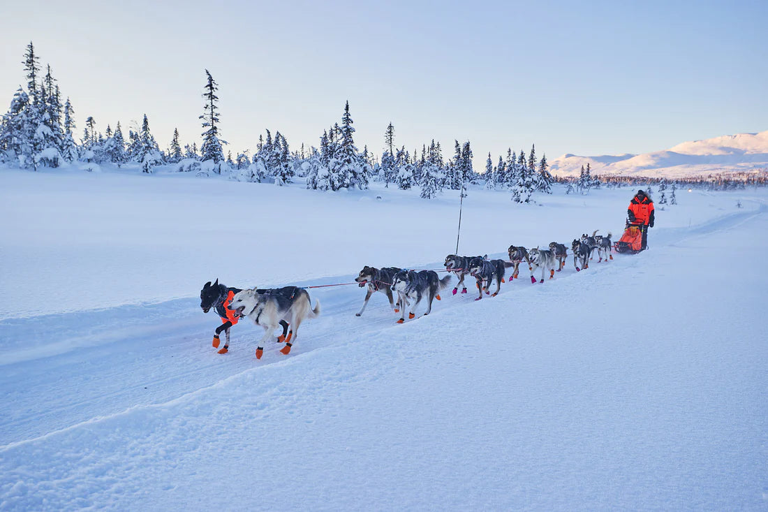 [Presale]Nansen nome harness 5.0