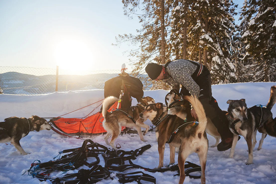 [Presale]Nansen nome harness 5.0