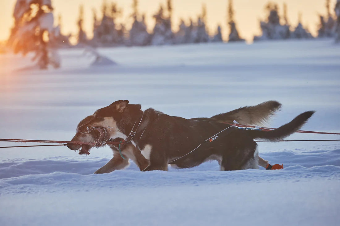 [Presale]Nansen nome harness 5.0