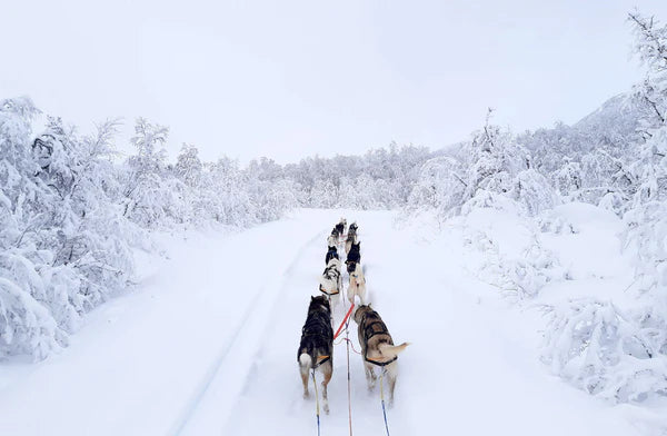 [Presale]Nansen stick harness